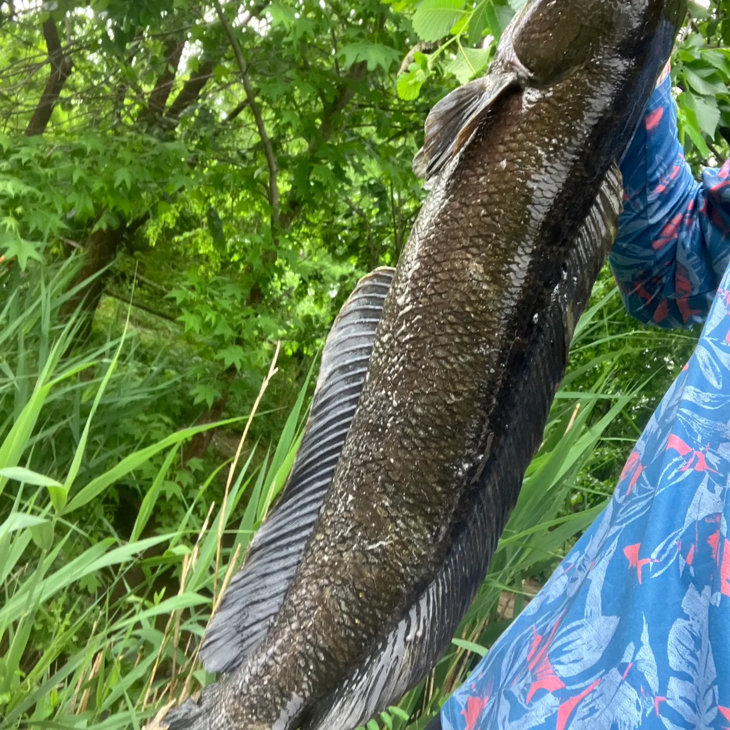 The most recent Northern snakehead catches on Fishbrain