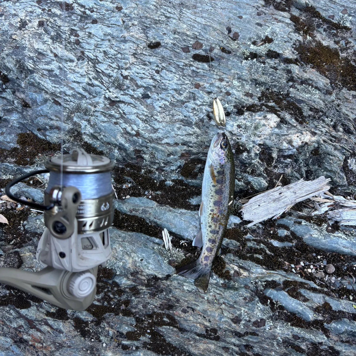 The most recent Humboldt cutthroat trout catches on Fishbrain