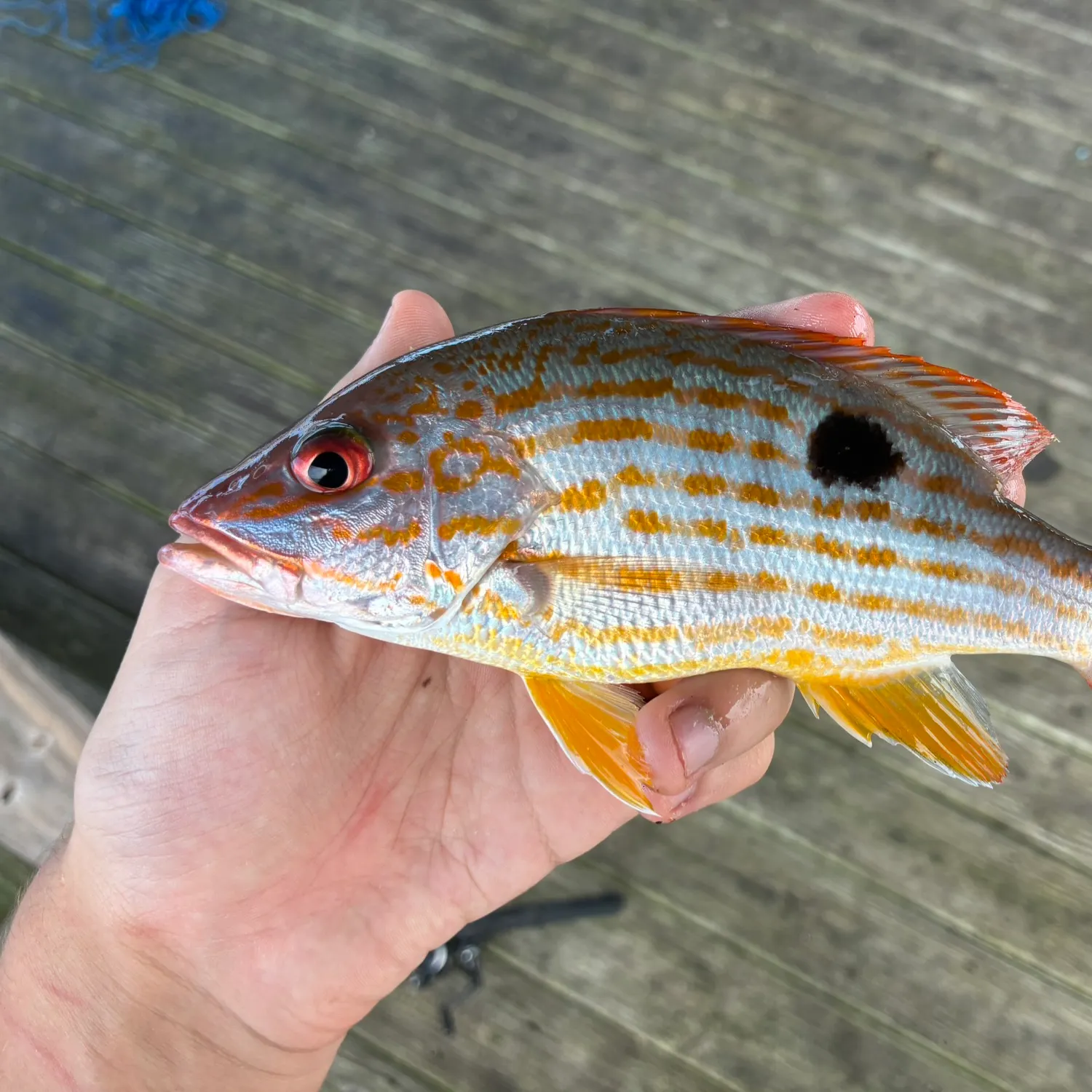 Lane snapper caught on Fishbrain