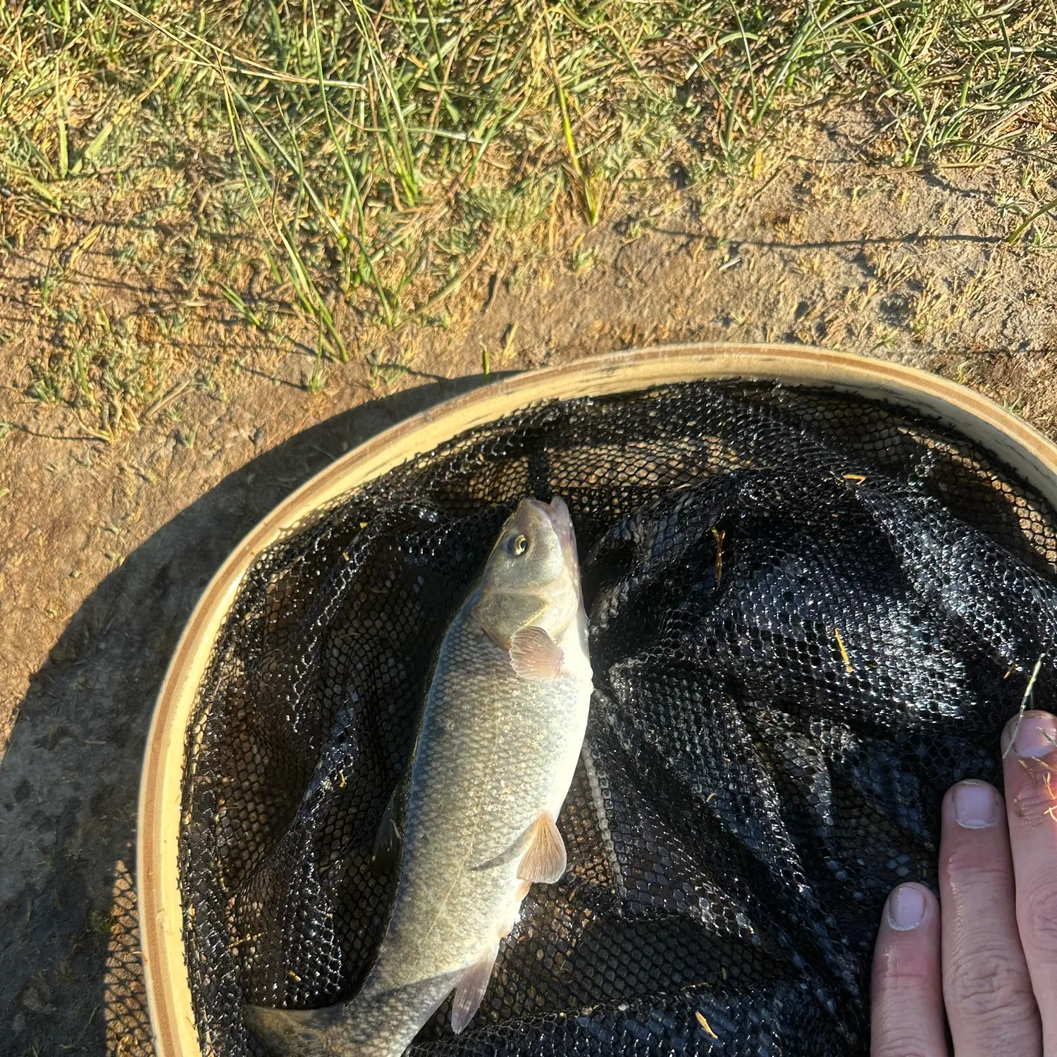 The most recent Owens sucker catches on Fishbrain