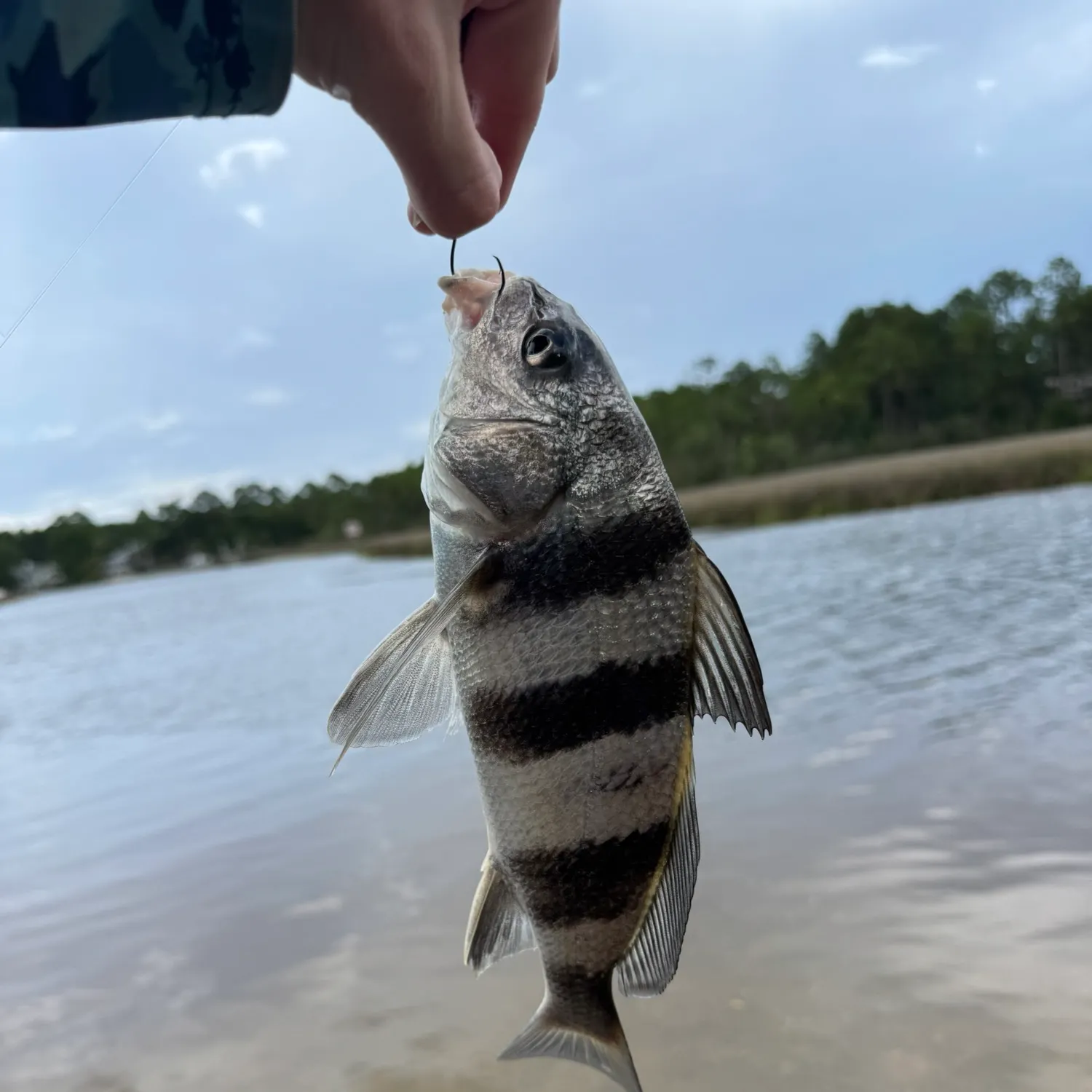 Black drum caught on Fishbrain