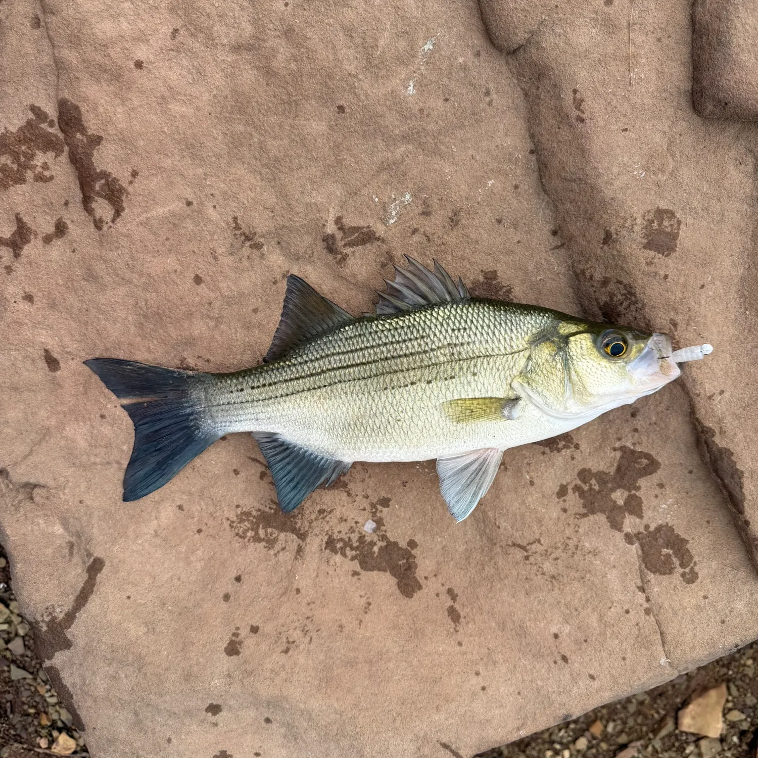 White bass caught on Fishbrain