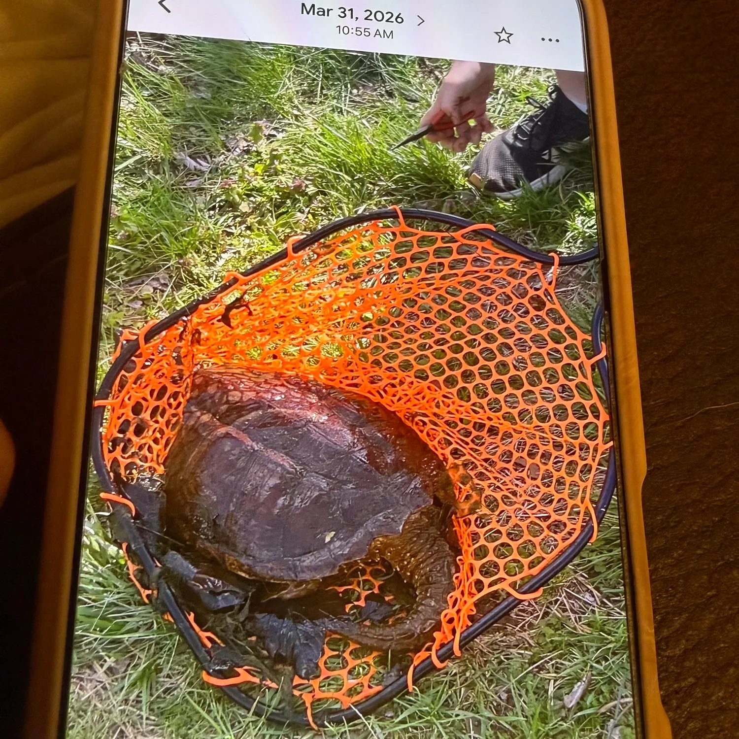 Alligator snapping turtle caught on Fishbrain