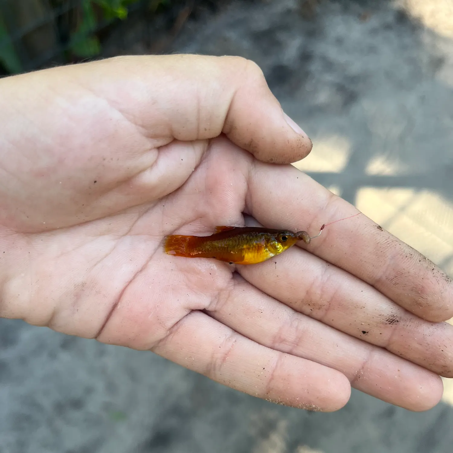 Variable platyfish caught on Fishbrain