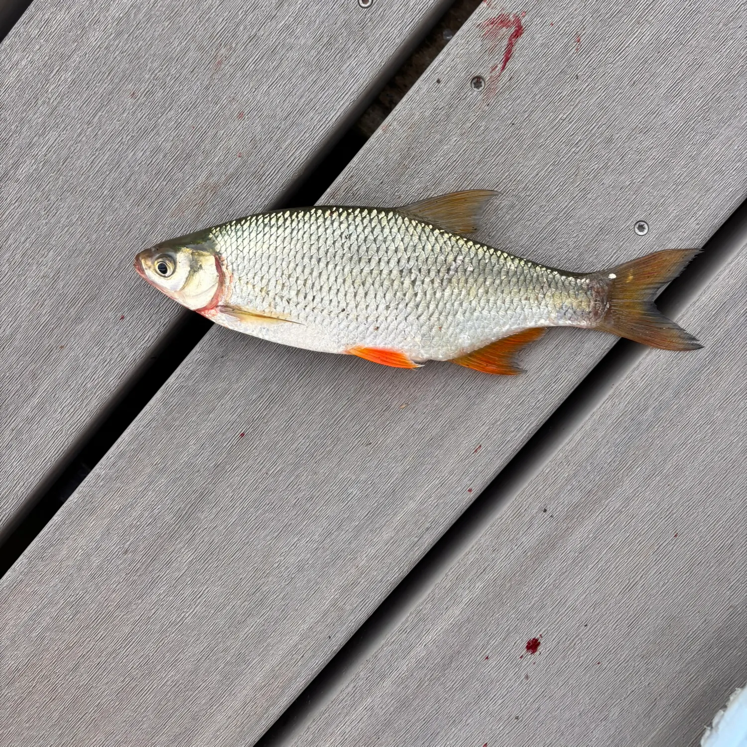 The most recent Golden shiner catches on Fishbrain