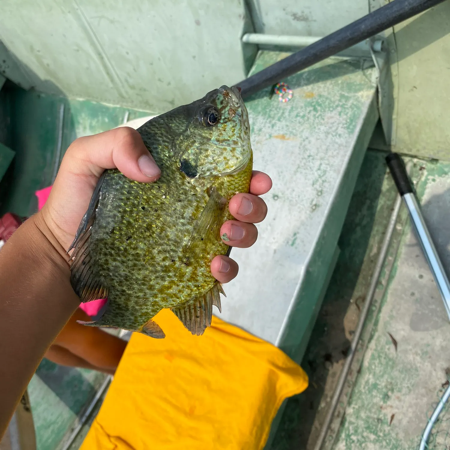 The most recent Pumpkinseed catches on Fishbrain