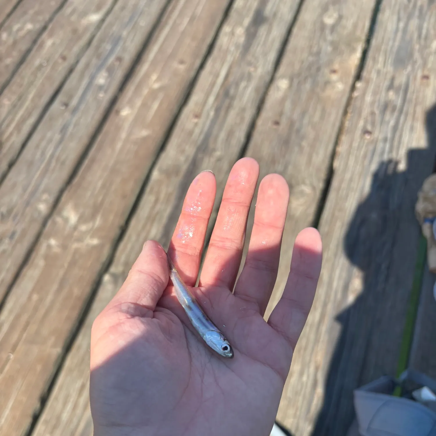 The most recent Northern anchovy catches on Fishbrain