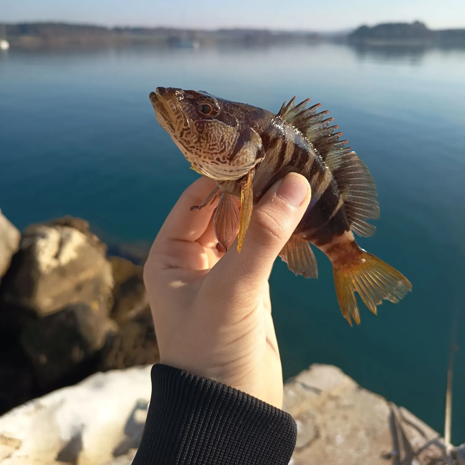 The most recent Painted comber catches on Fishbrain