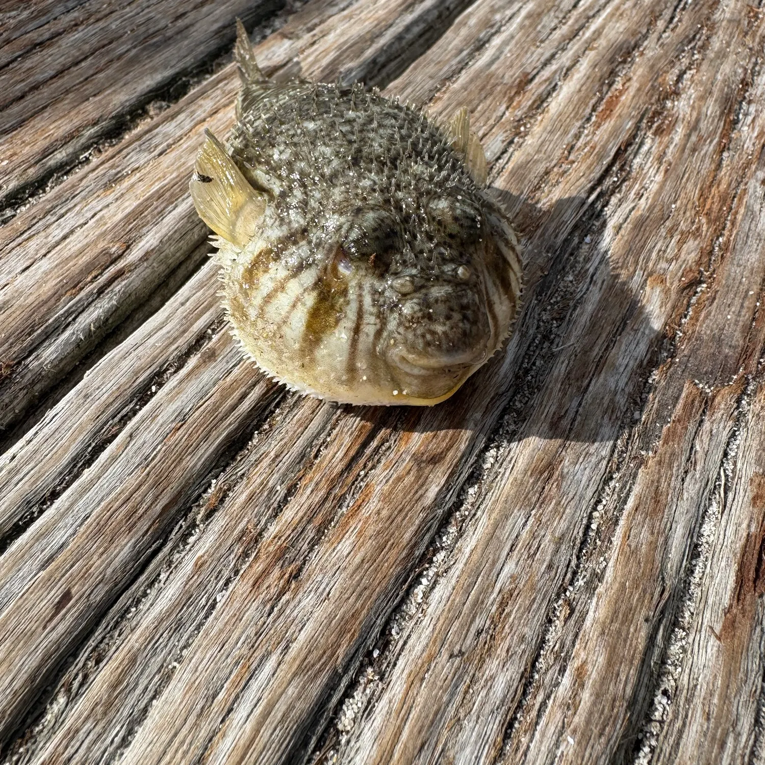 Reticulated pufferfish caught on Fishbrain