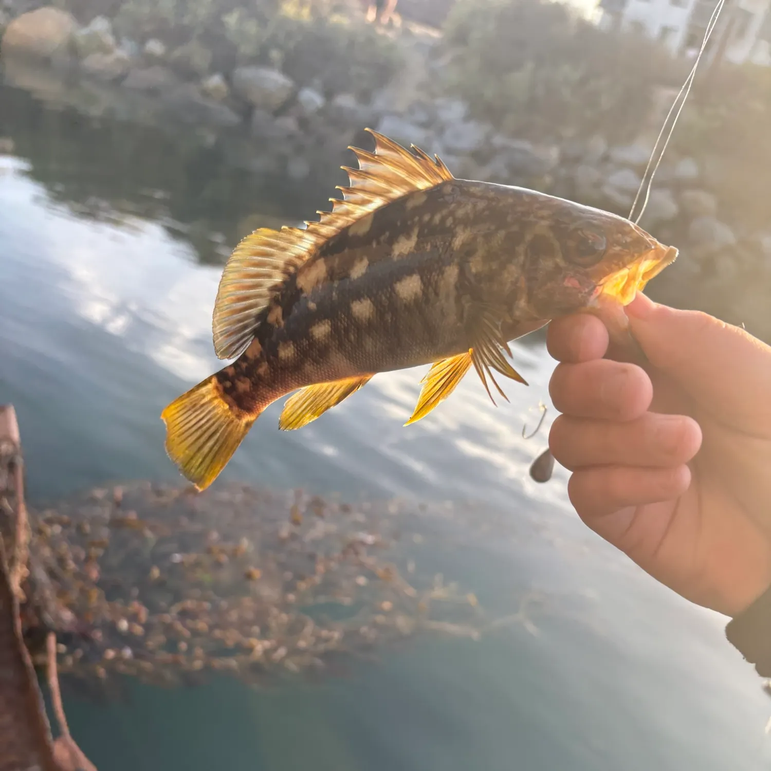 Kelp bass caught on Fishbrain