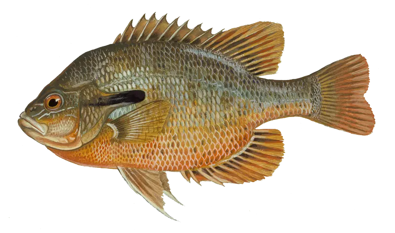 Redbreast sunfish