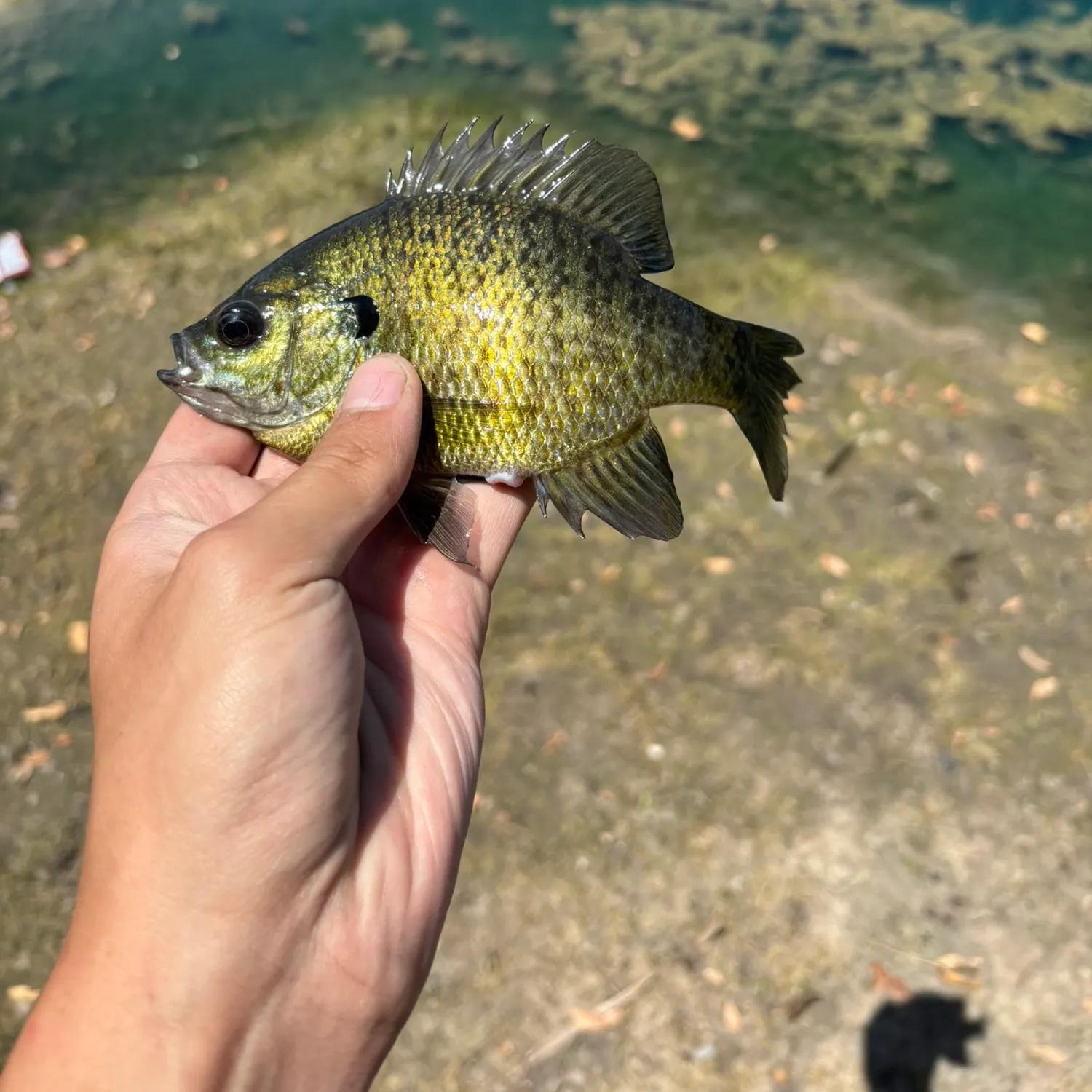 Bluegill caught on Fishbrain