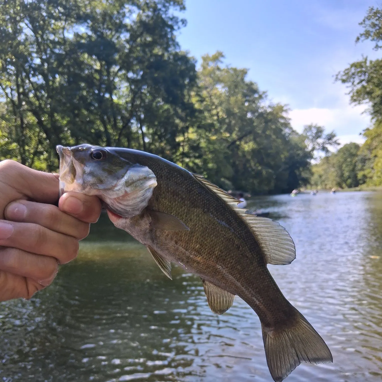 Smallmouth bass caught on Fishbrain