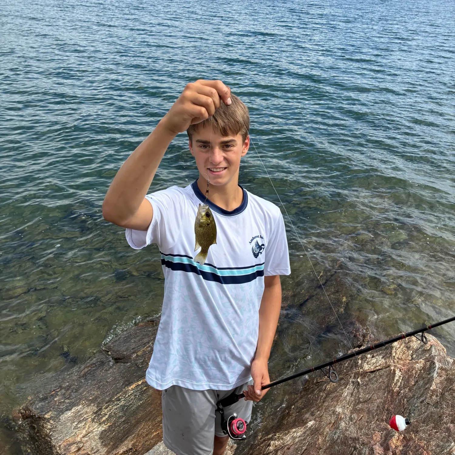 Rock bass caught on Fishbrain
