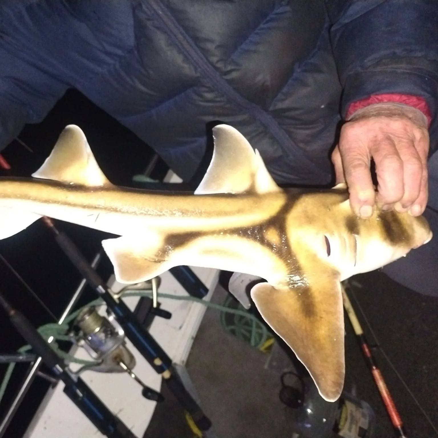 The most recent Port Jackson shark catches on Fishbrain