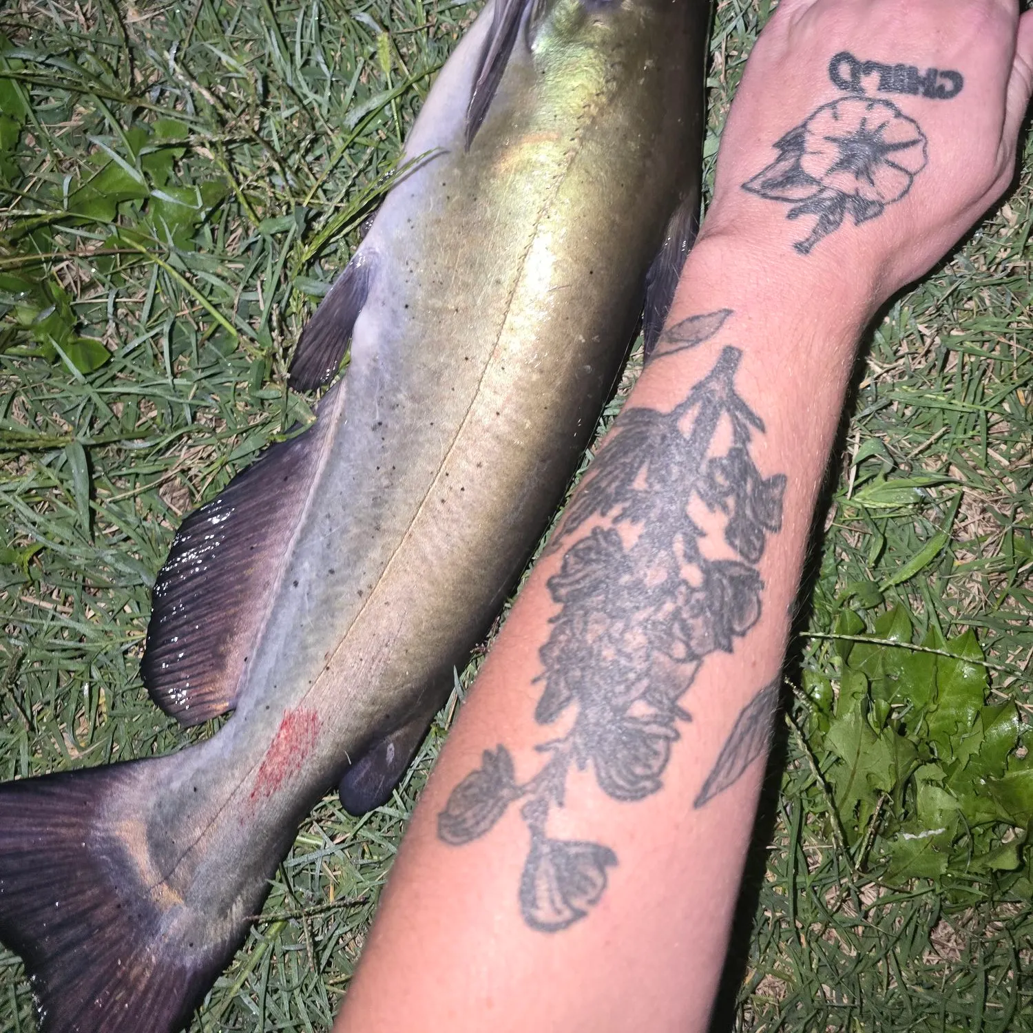 Channel catfish caught on Fishbrain