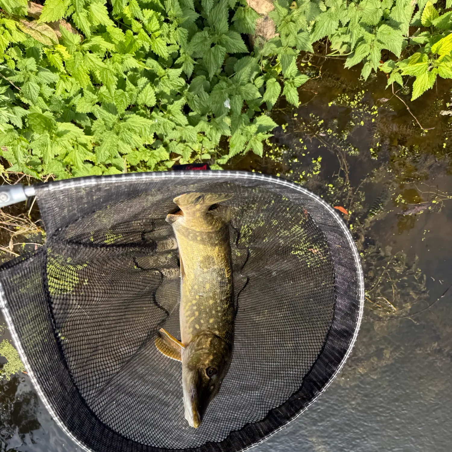 Northern pike caught on Fishbrain