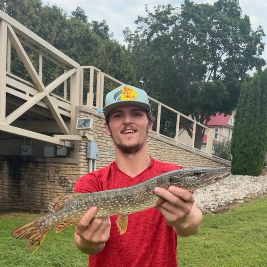 Northern pike caught on Fishbrain