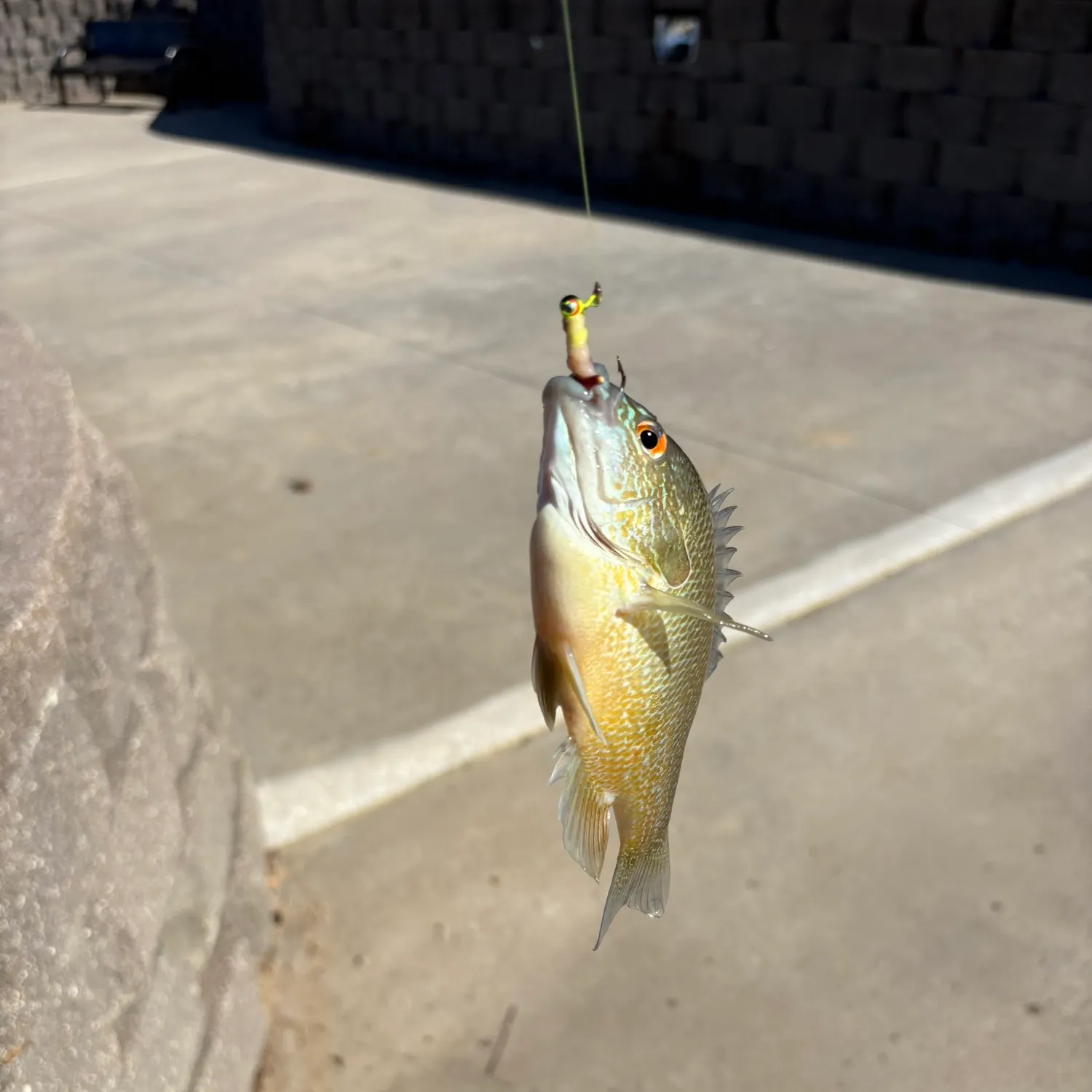 The most recent Longear sunfish catches on Fishbrain