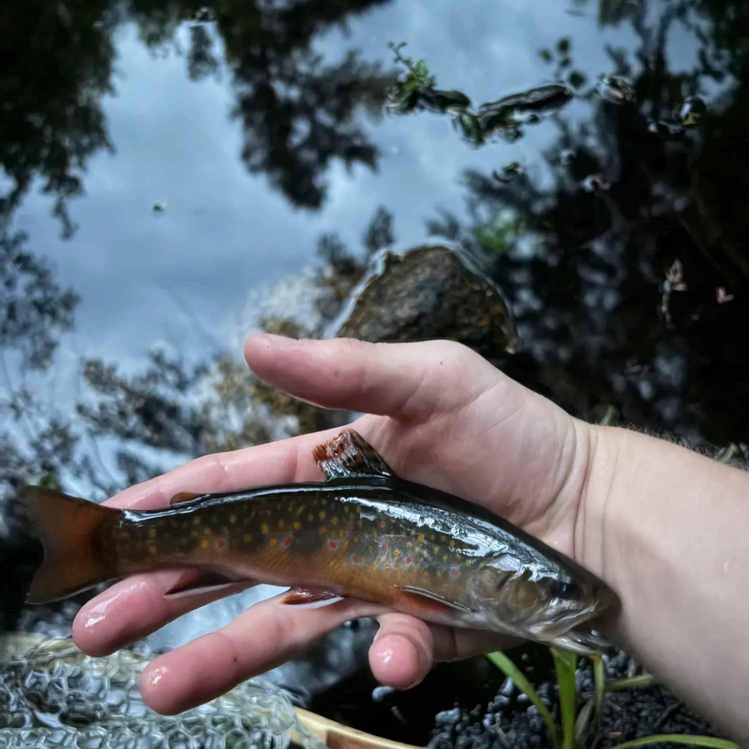 Brook trout caught on Fishbrain