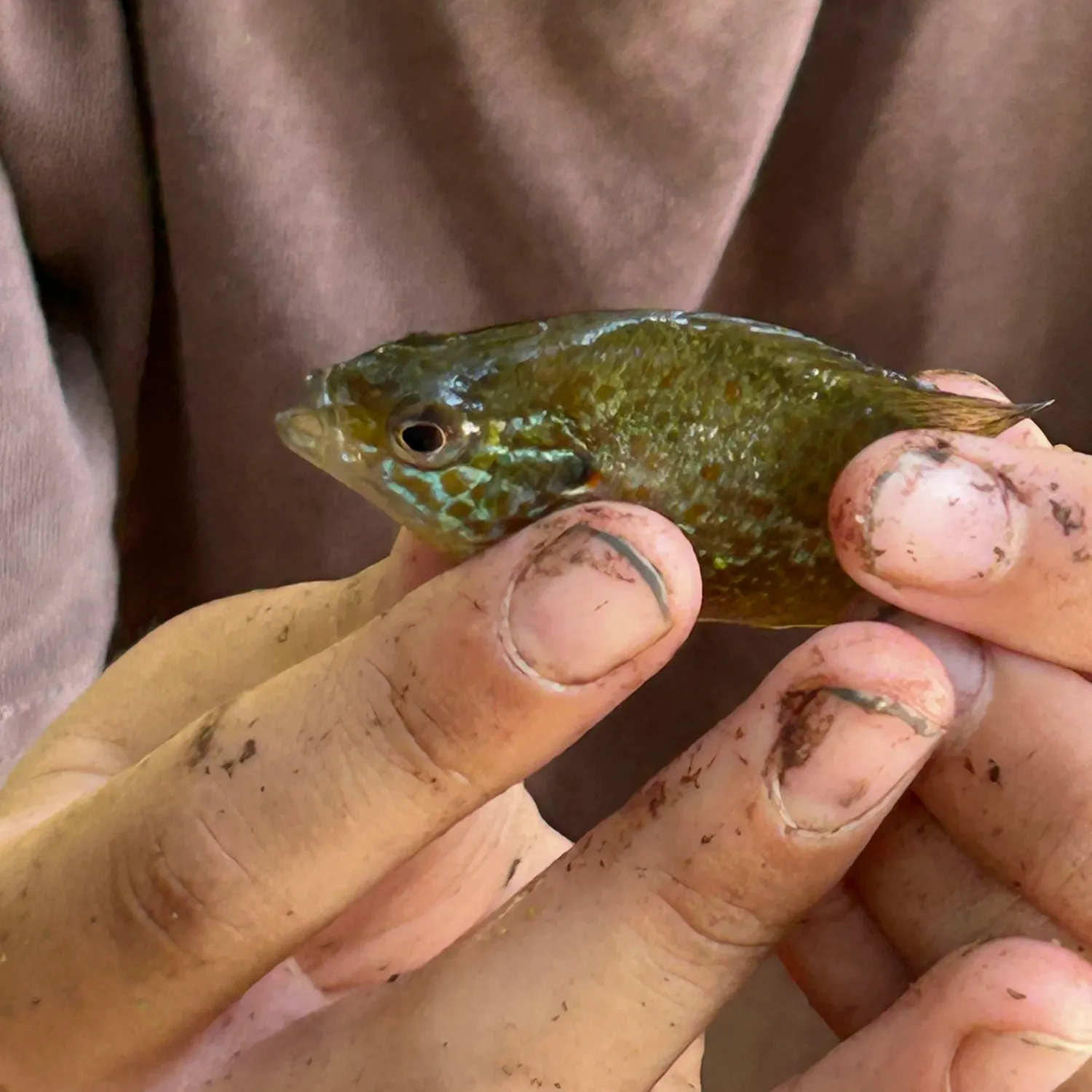 Pumpkinseed caught on Fishbrain