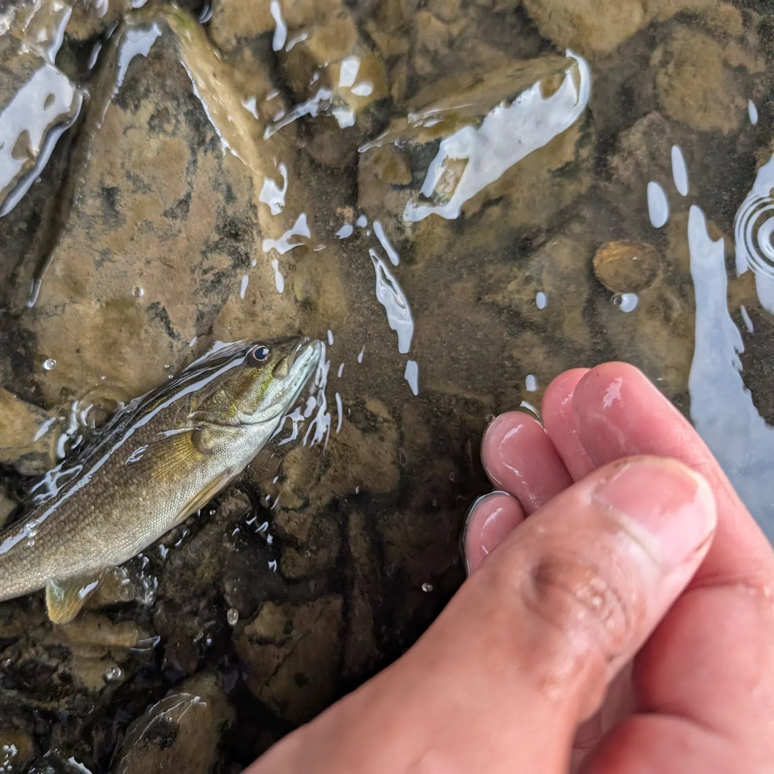 Smallmouth bass caught on Fishbrain
