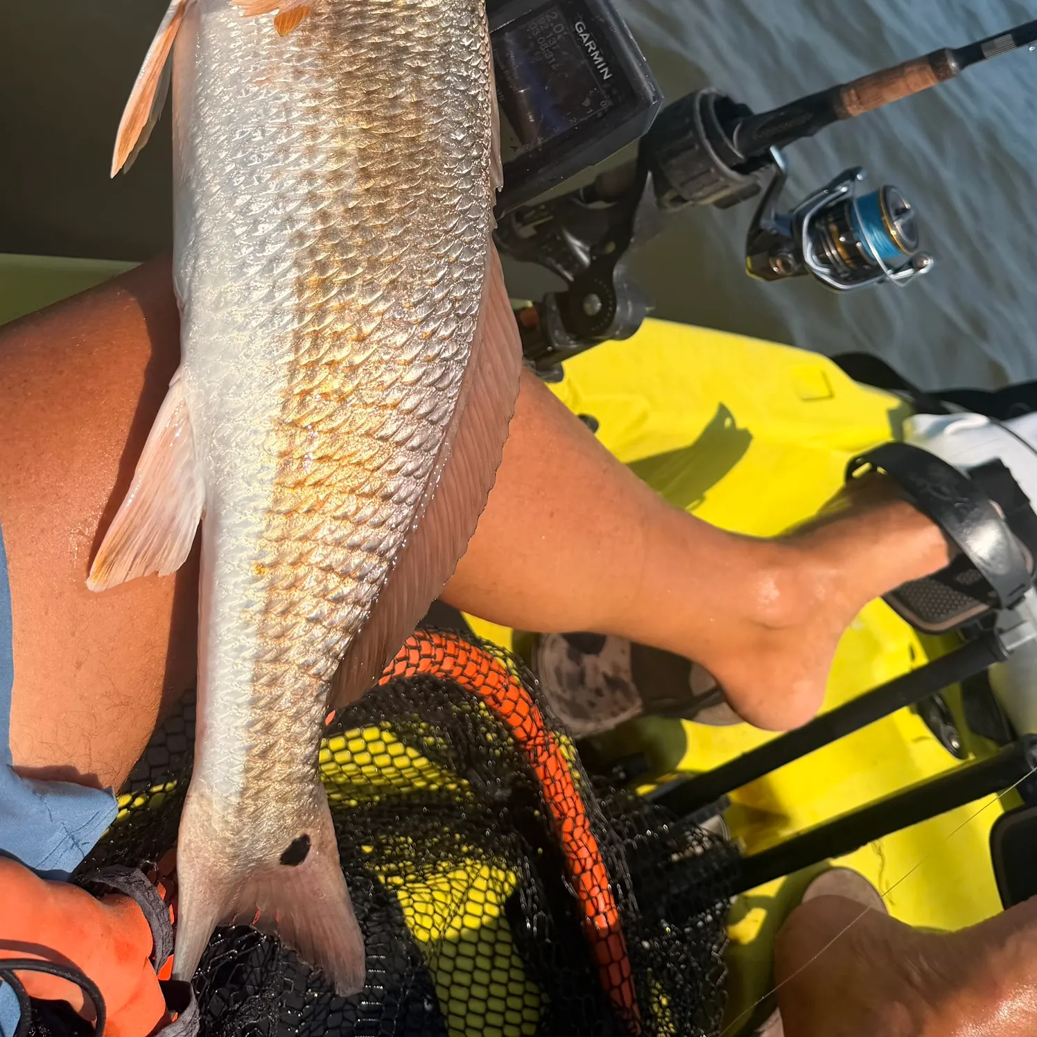 Red drum caught on Fishbrain