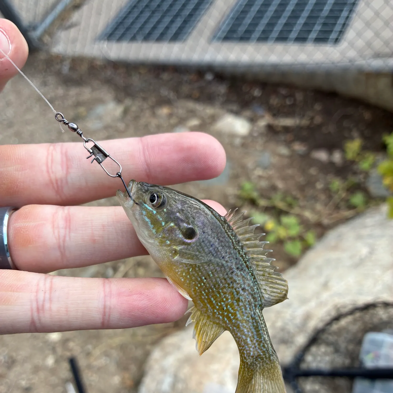 Green sunfish caught on Fishbrain