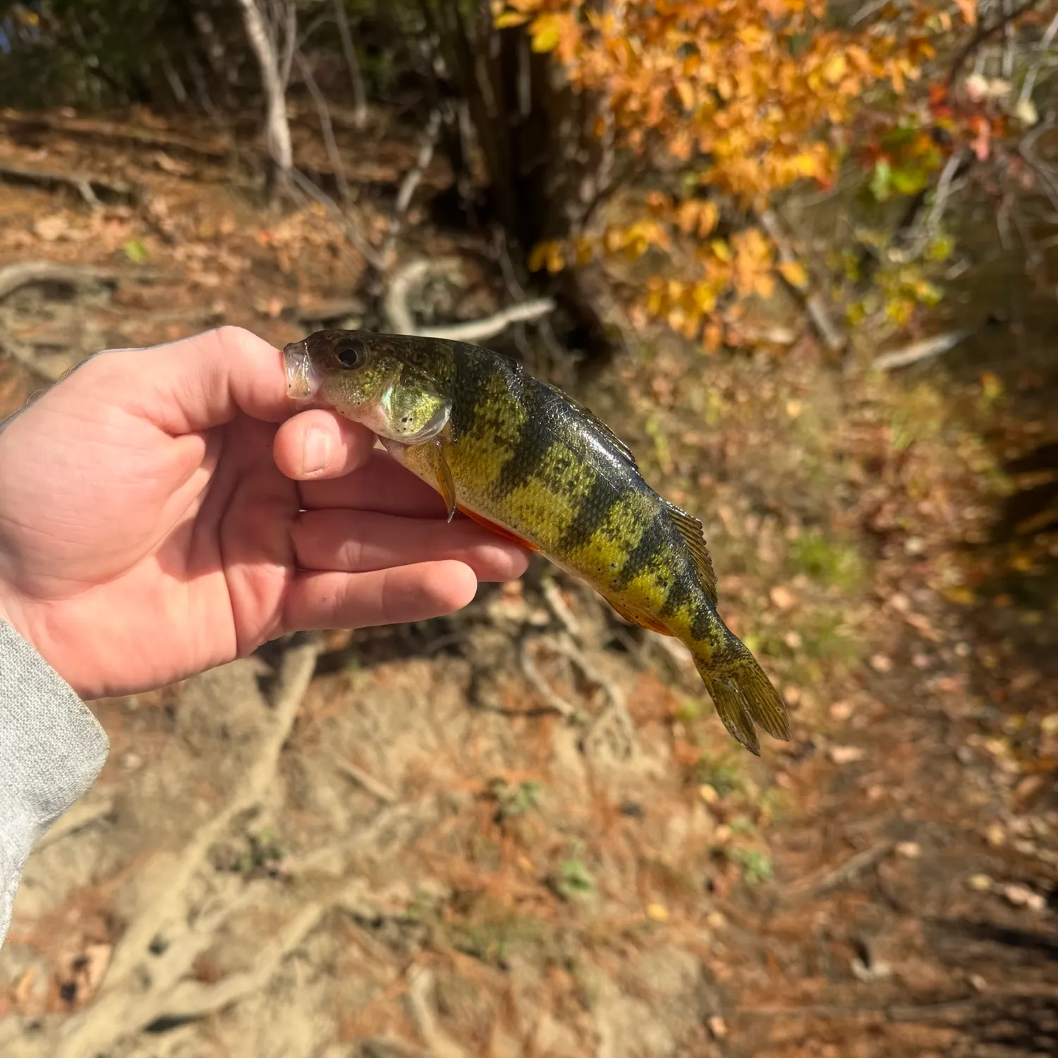 Yellow perch caught on Fishbrain