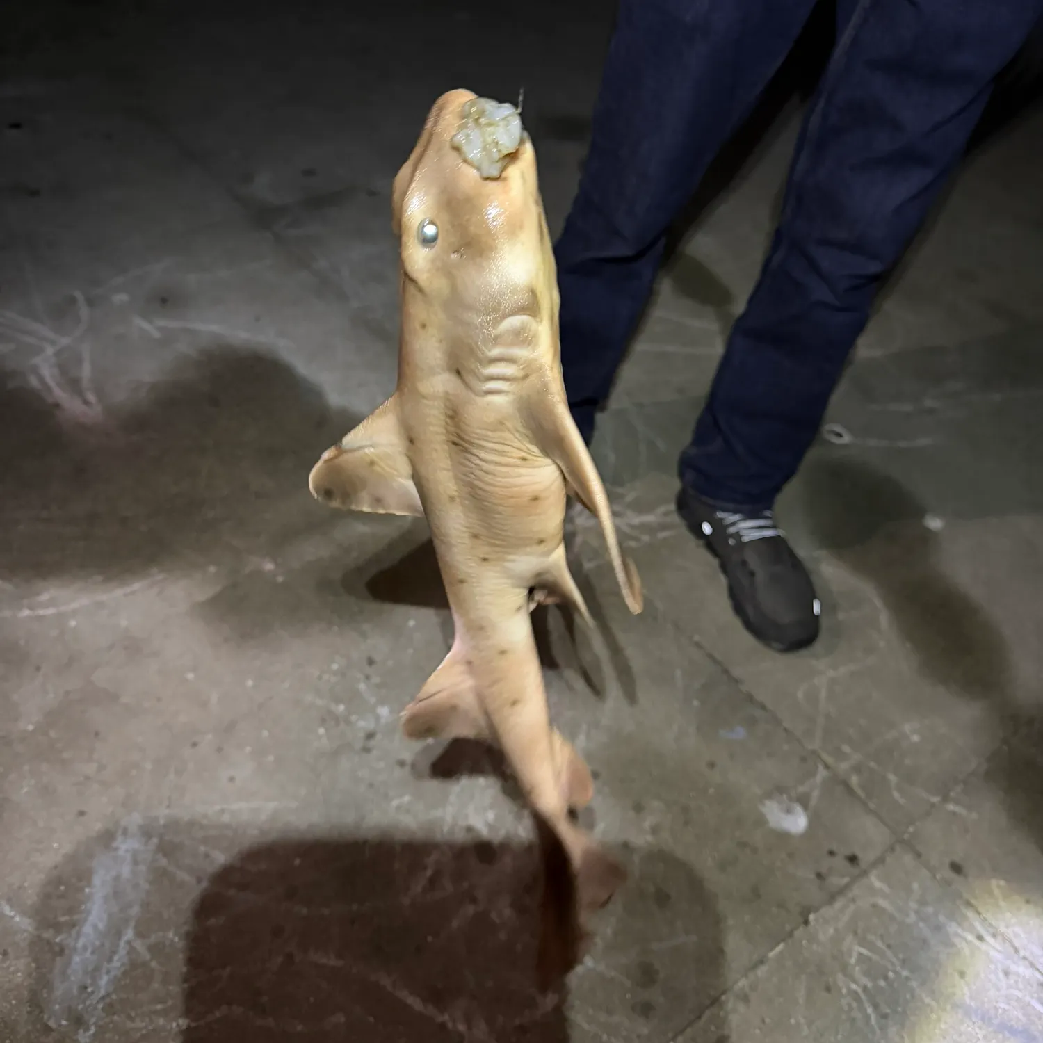The most recent Leopard shark catches on Fishbrain