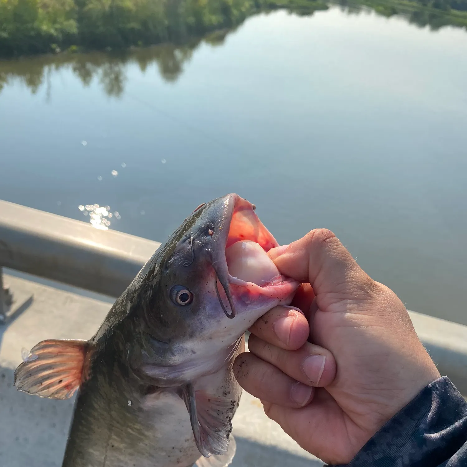 The most recent White bullhead catches on Fishbrain