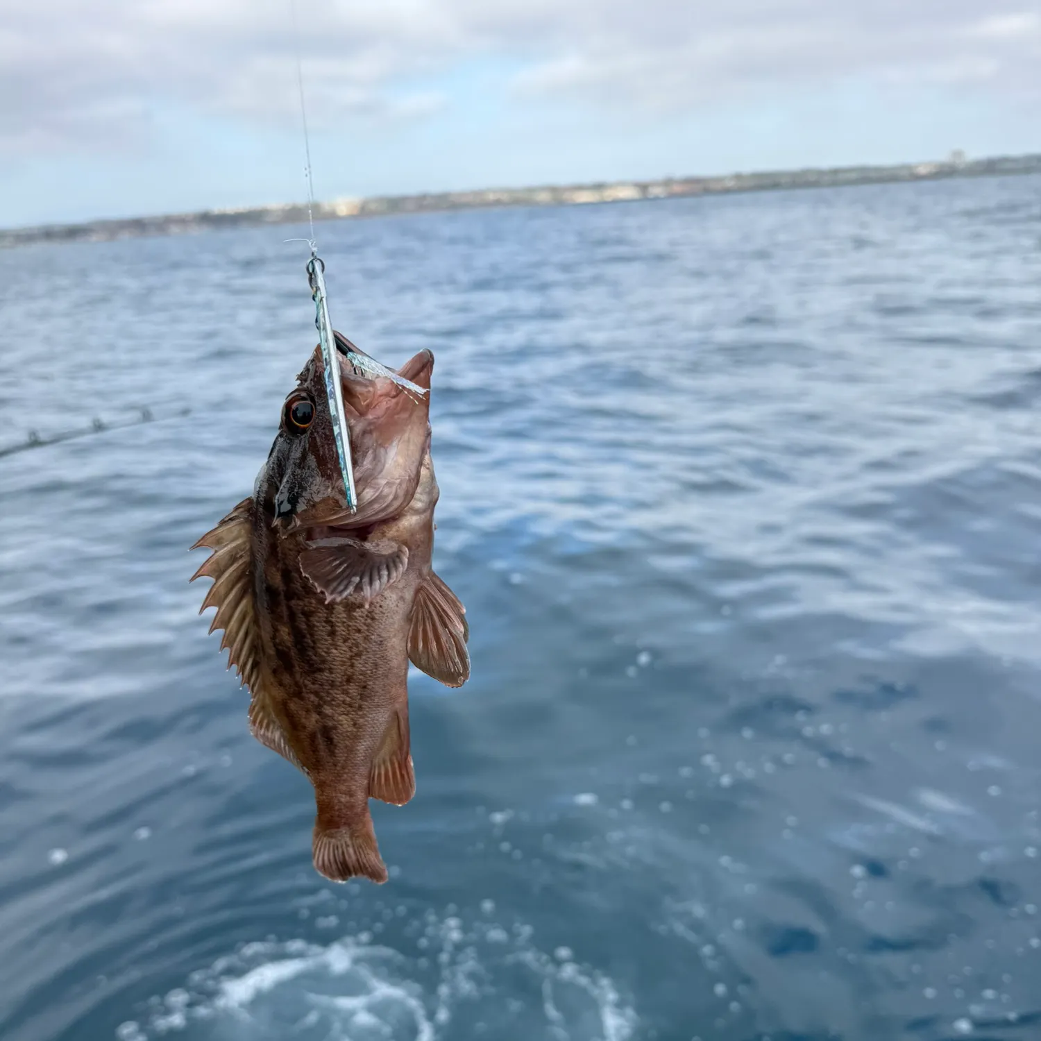 The most recent Brown rockfish catches on Fishbrain