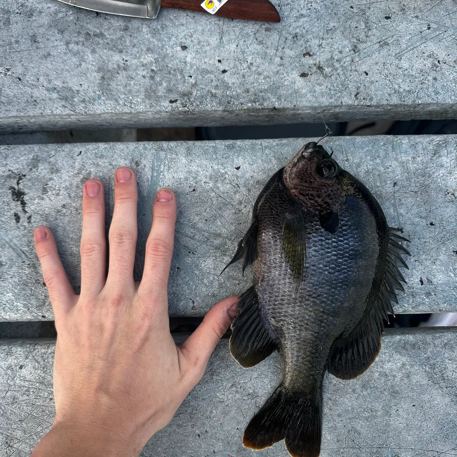 The most recent Bluegill catches on Fishbrain