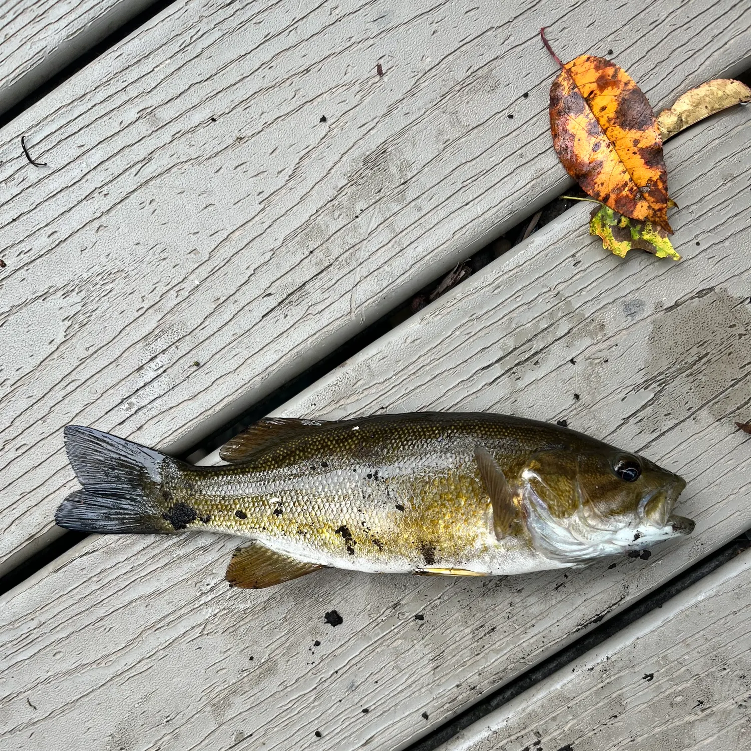 Smallmouth bass caught on Fishbrain