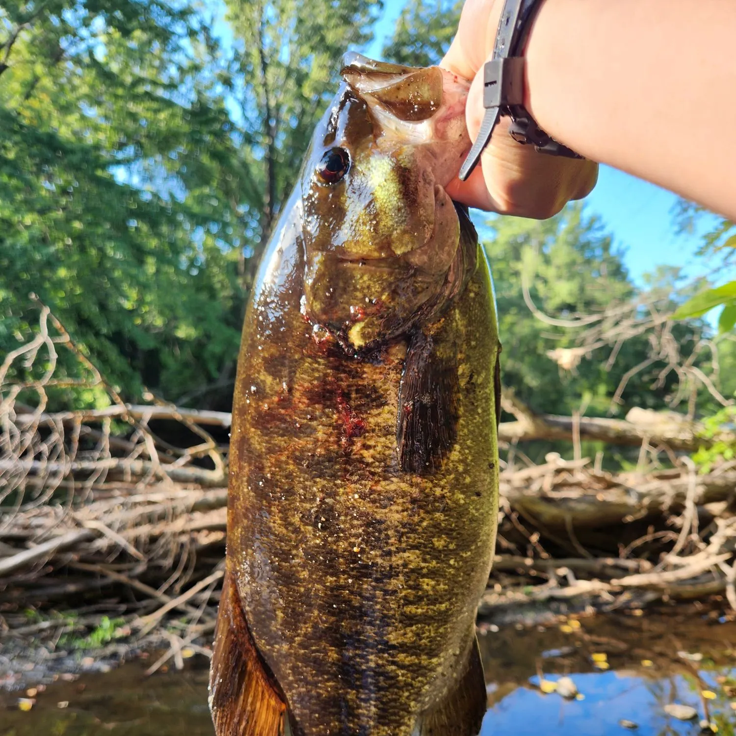 Smallmouth bass caught on Fishbrain