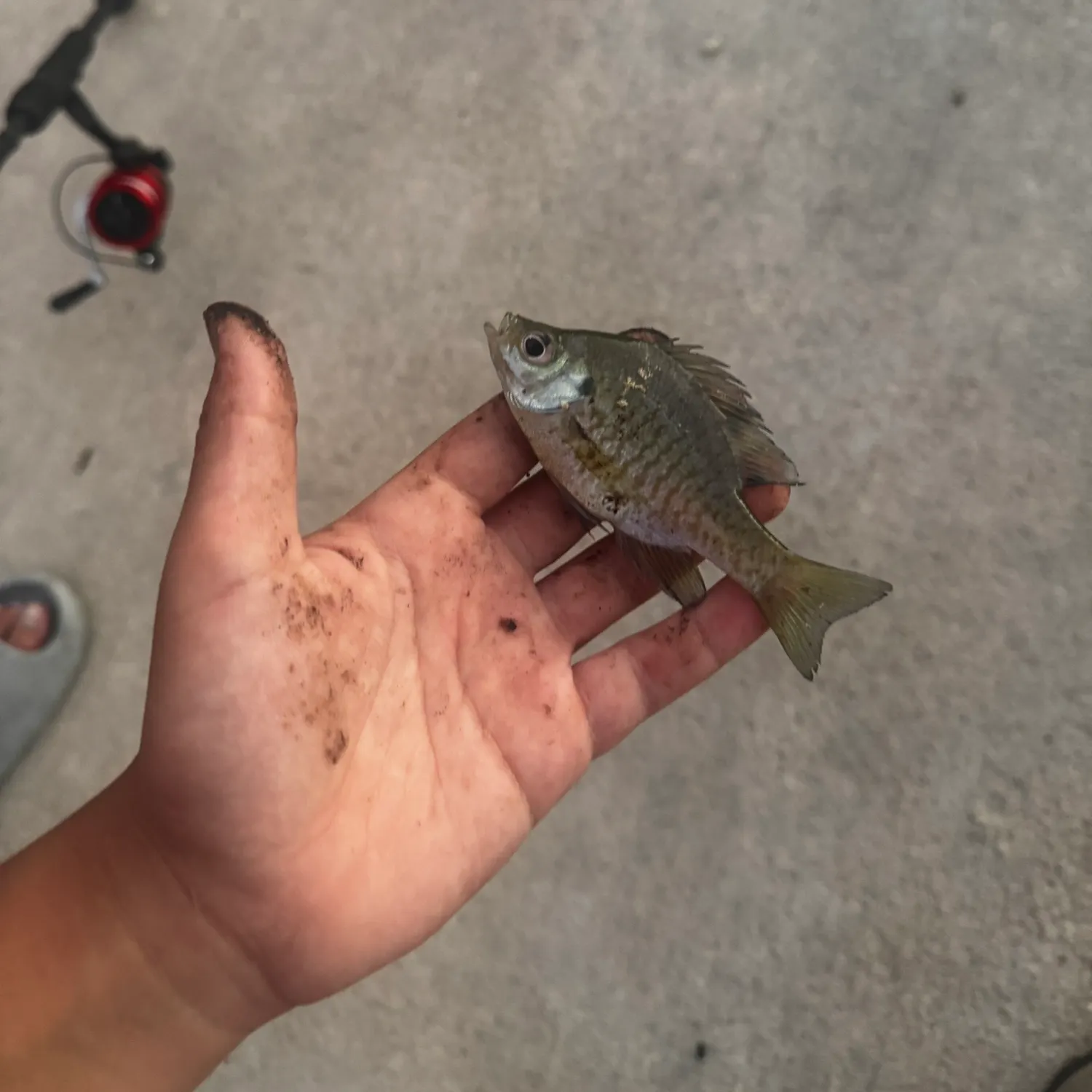 Bluegill caught on Fishbrain