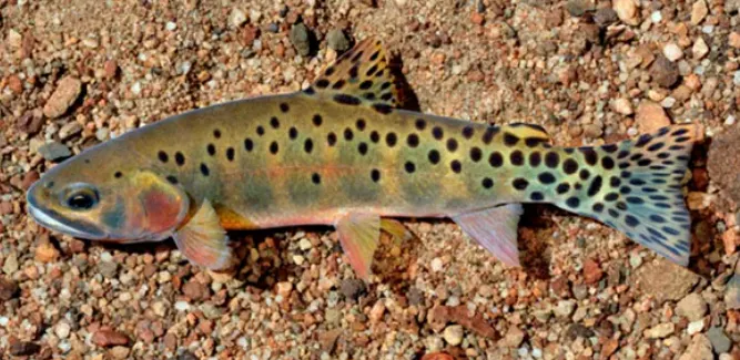 Rio Grande cutthroat trout