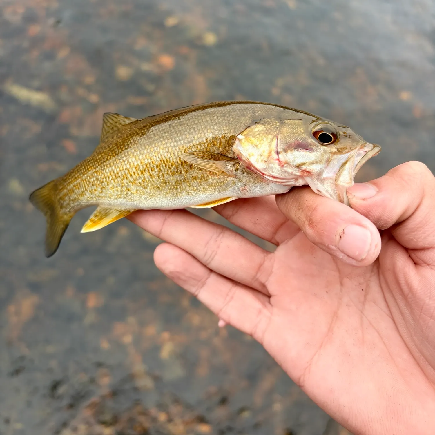 Smallmouth bass caught on Fishbrain