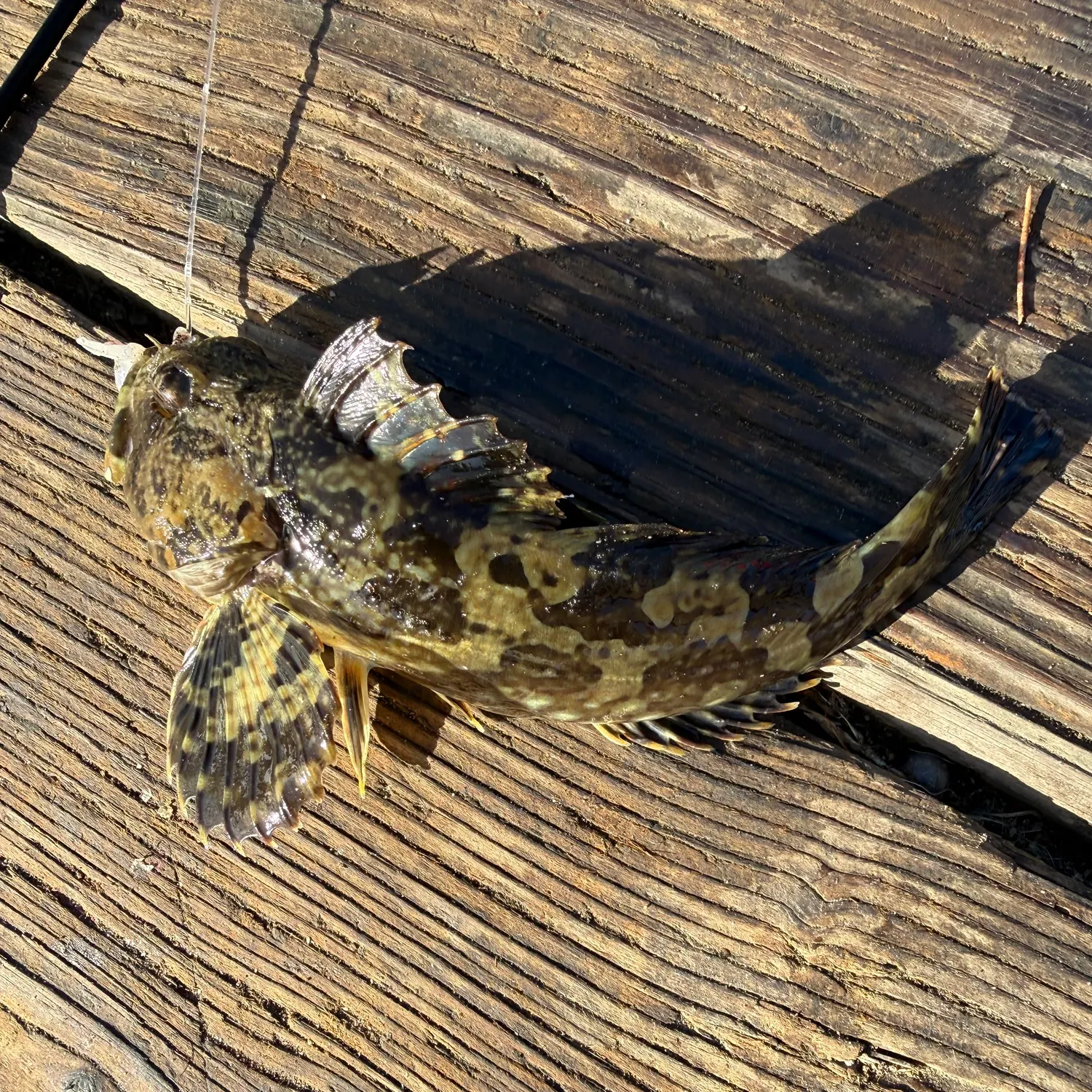 The most recent Cabezon catches on Fishbrain