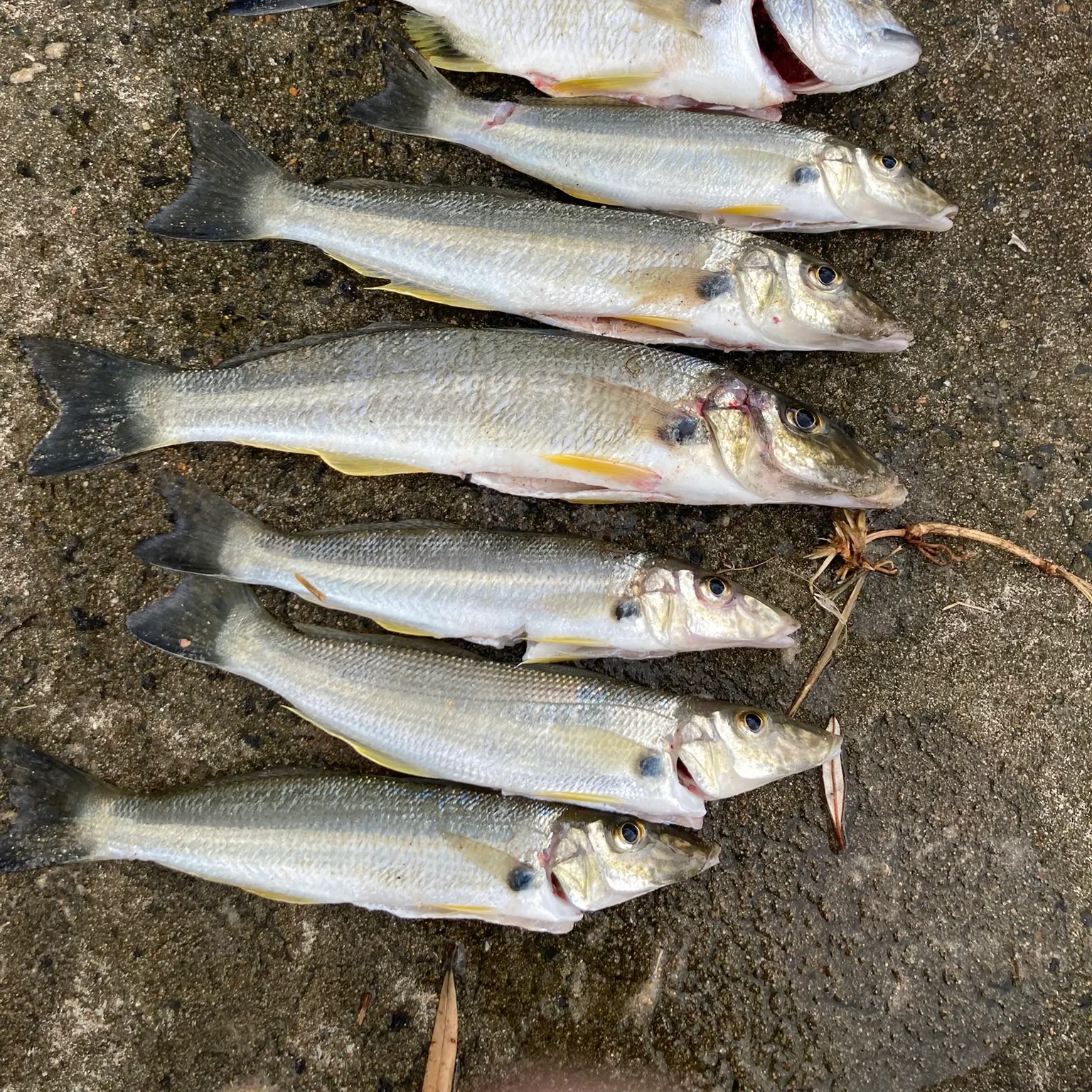 The most recent Sand sillago catches on Fishbrain