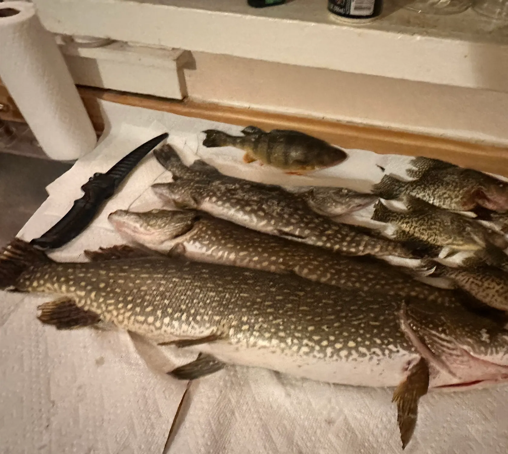 recently logged catches