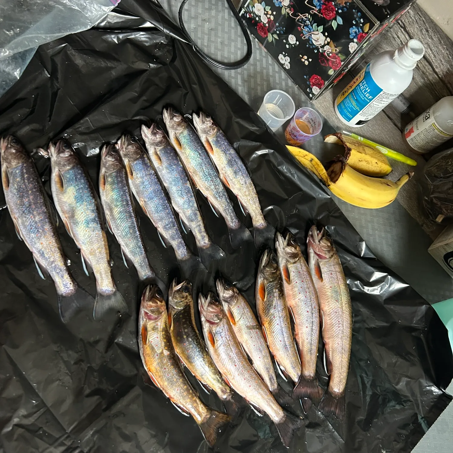 recently logged catches