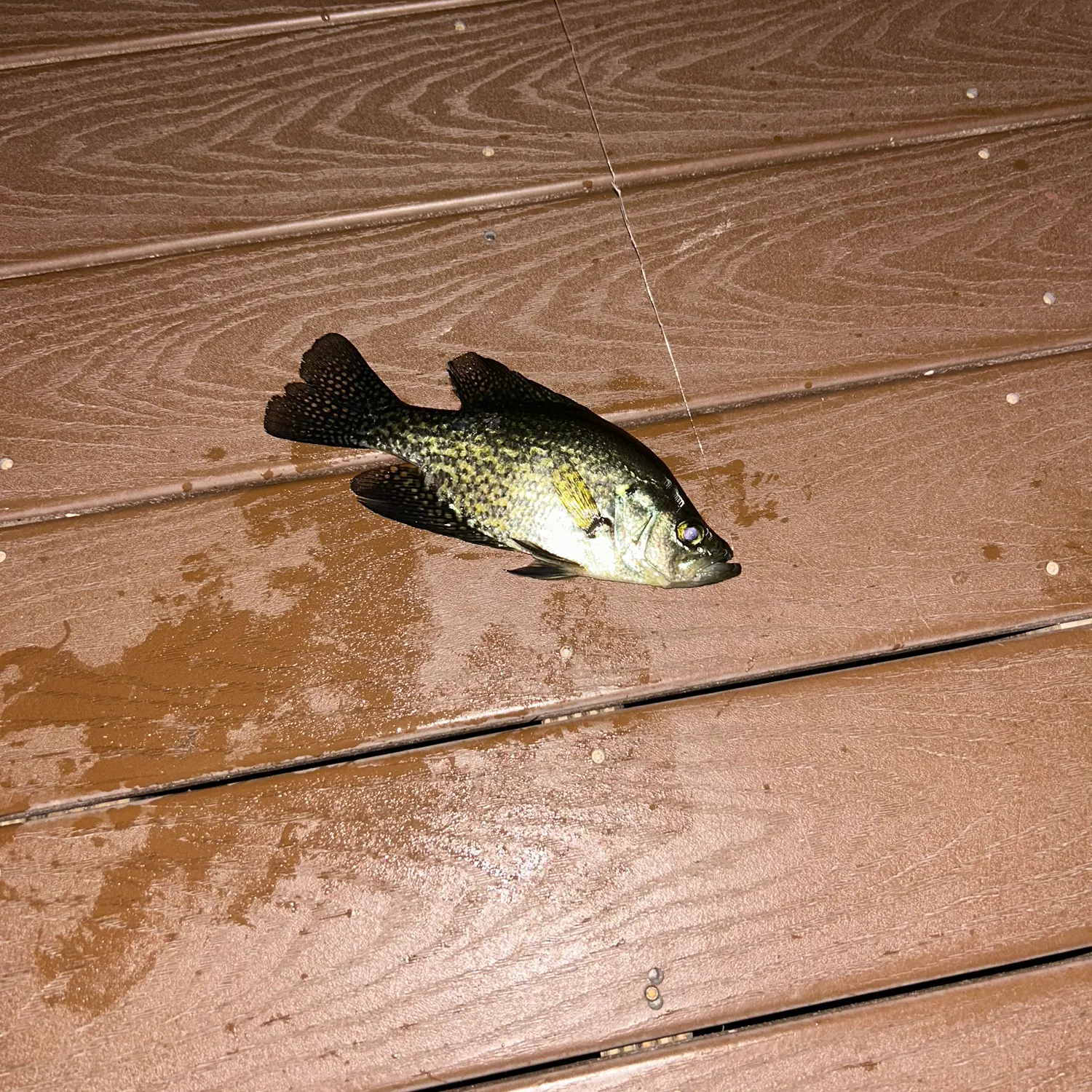 The most recent Black crappie catches on Fishbrain