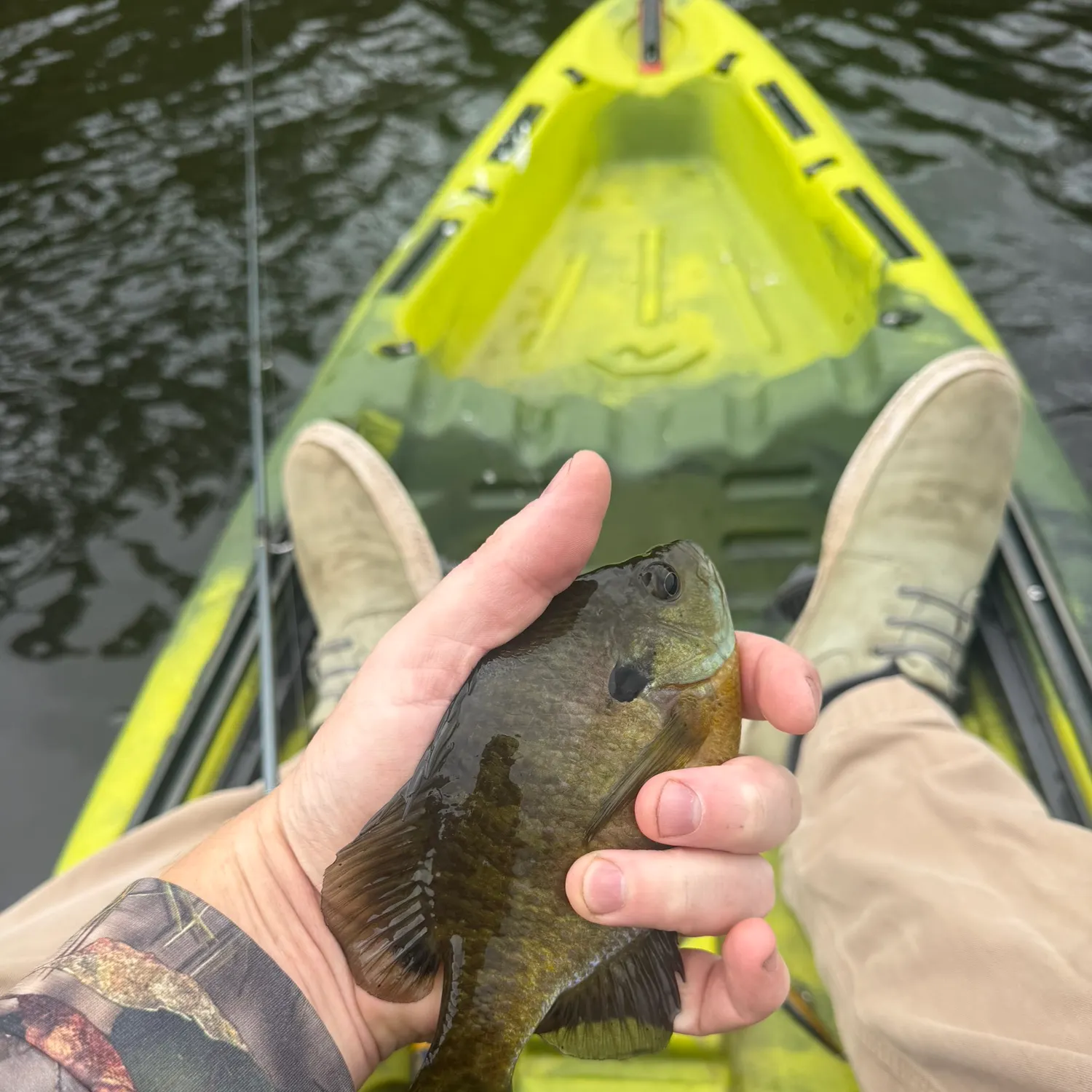 Bluegill caught on Fishbrain