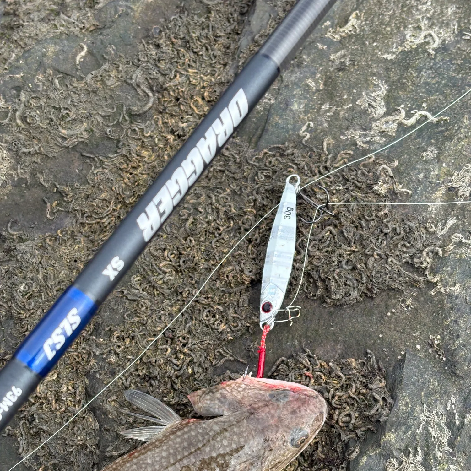 The most recent Brushtooth lizardfish catches on Fishbrain