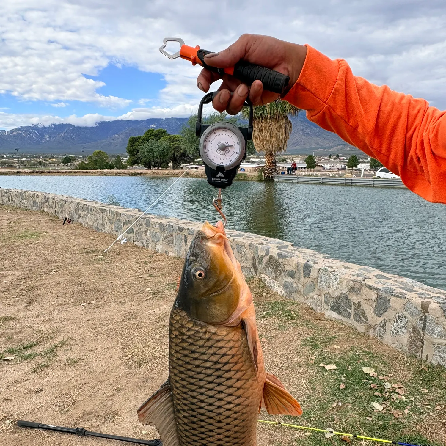 Common carp caught on Fishbrain