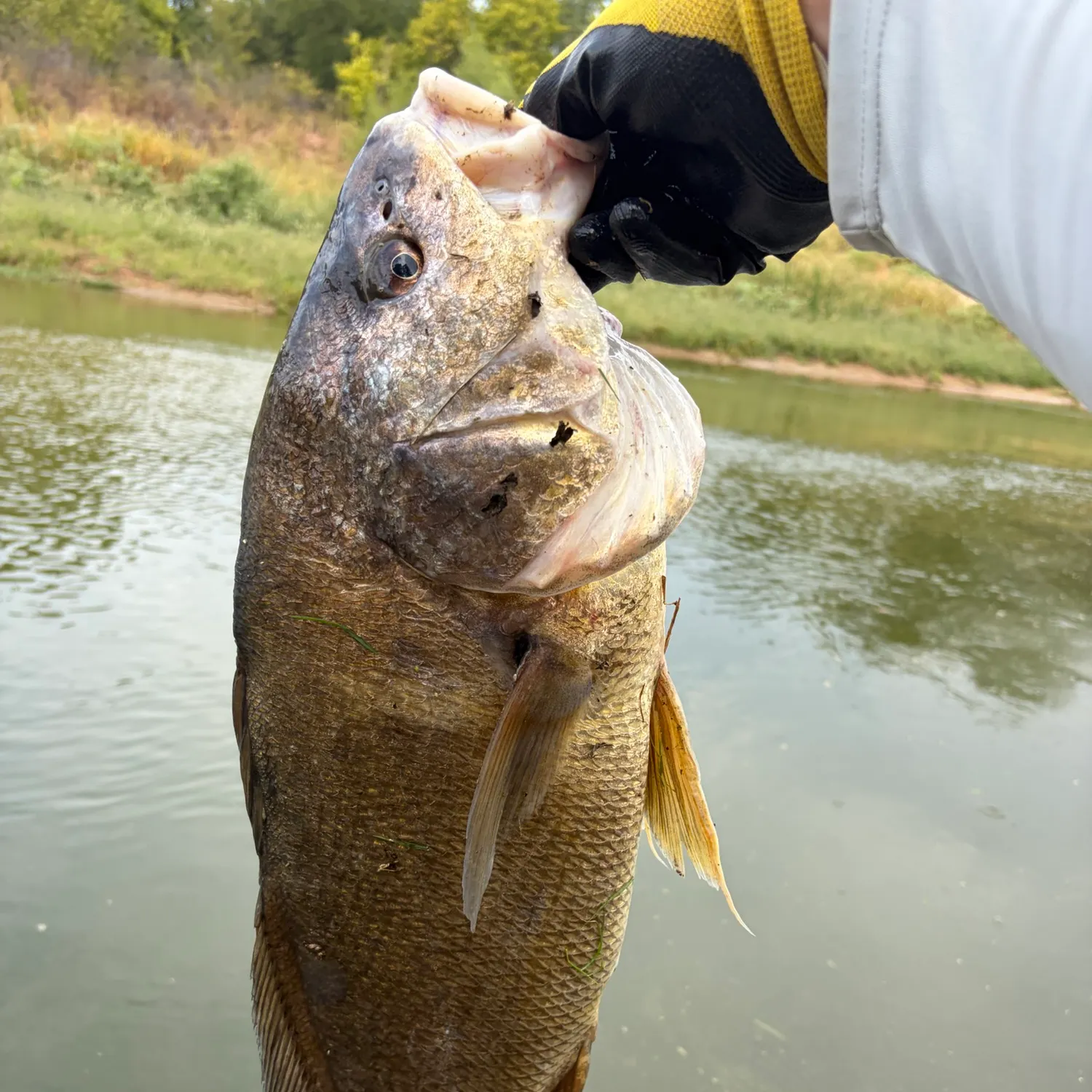 Freshwater drum caught on Fishbrain