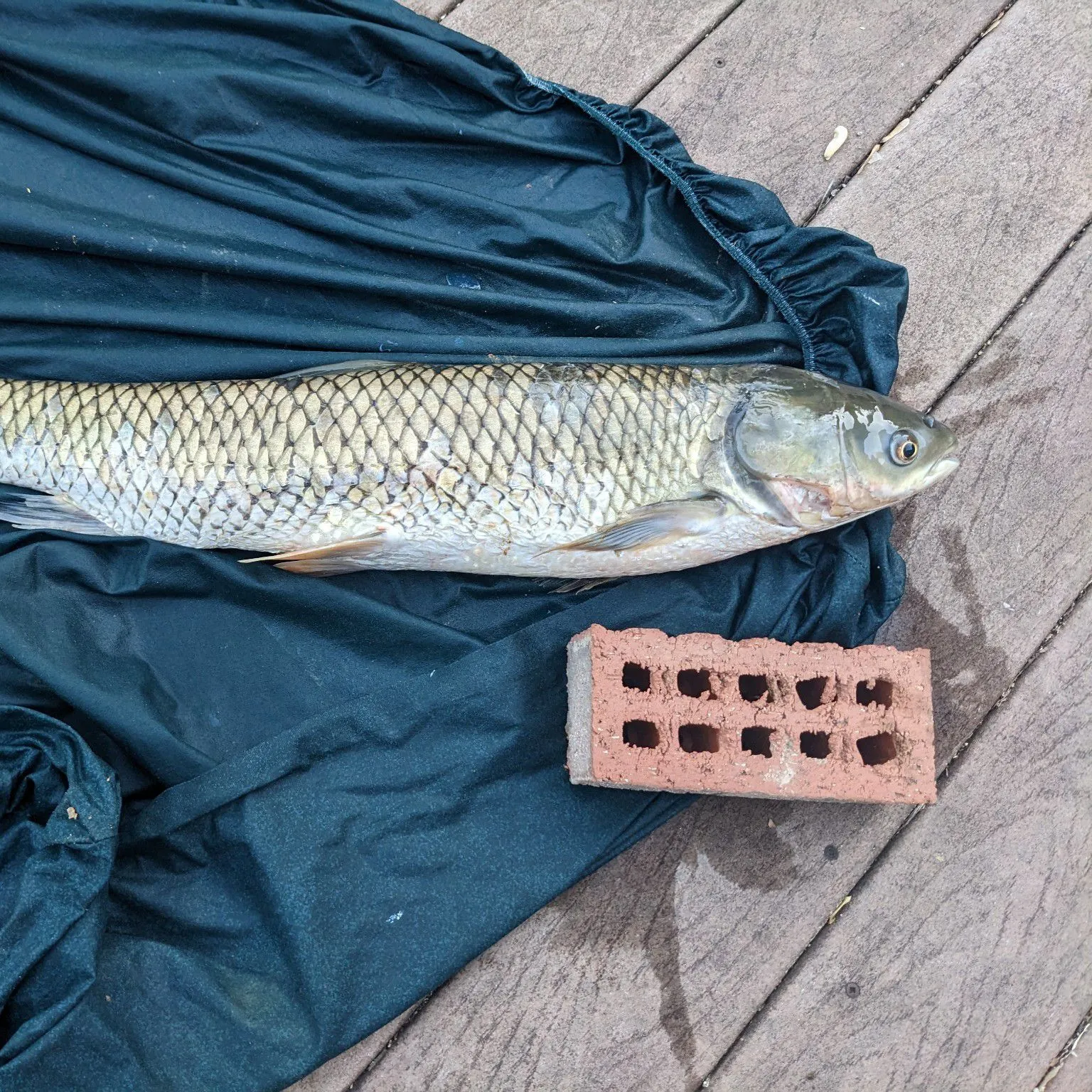 The most recent Grass carp catches on Fishbrain
