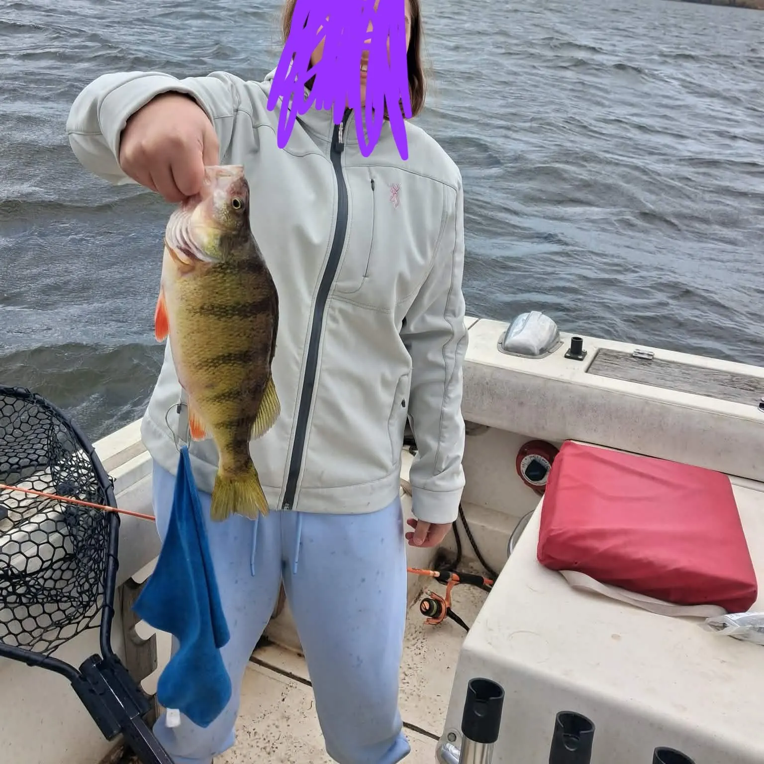 Yellow perch caught on Fishbrain