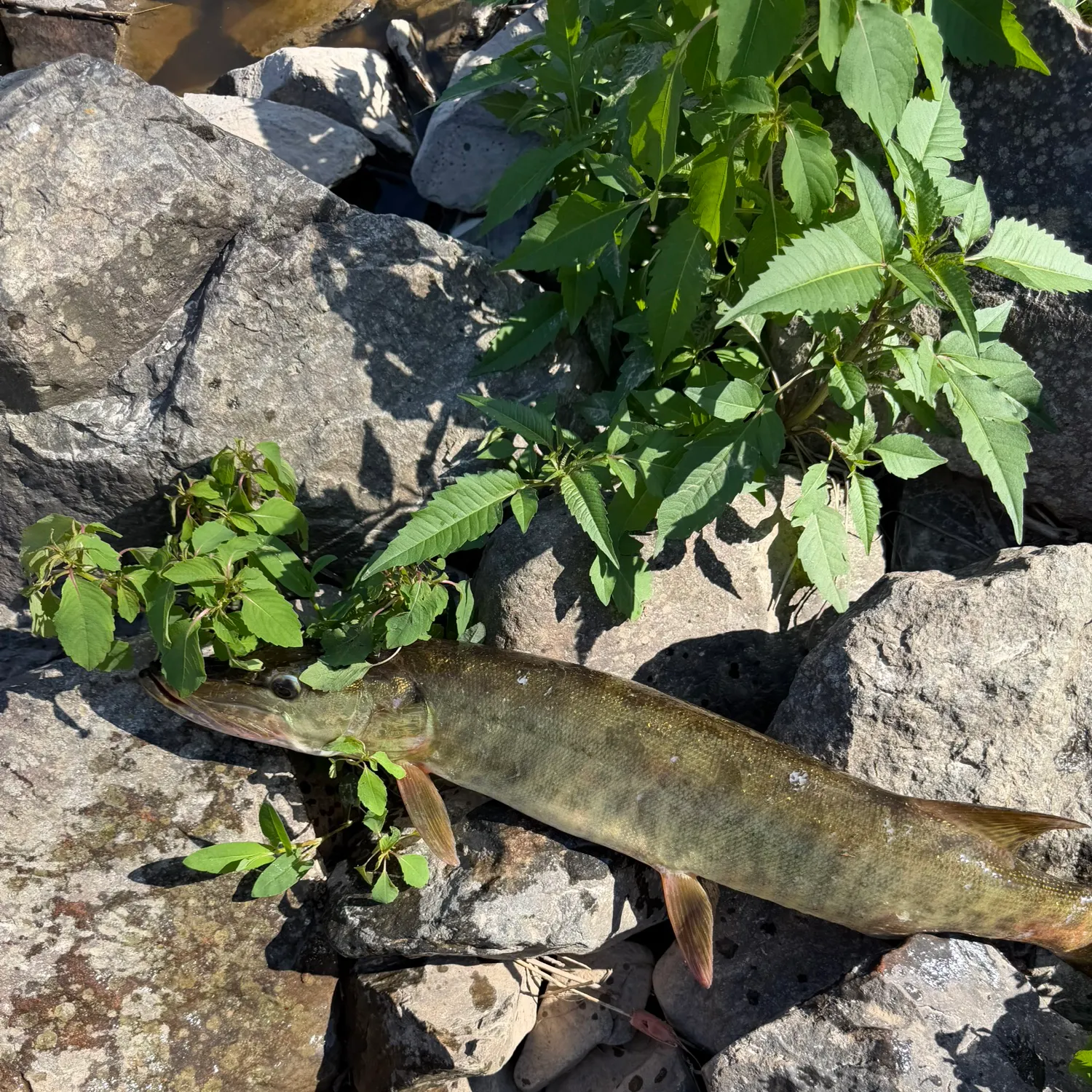 recently logged catches